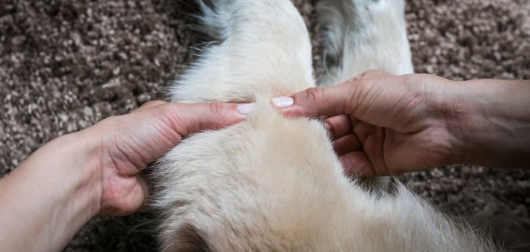 OSTEOARTRITE 1 e1706449495733