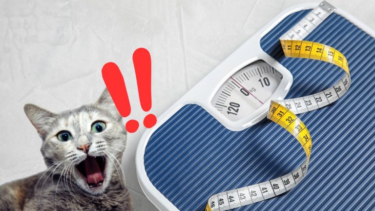 Green Aesthetic Animated YouTube Intro Videos