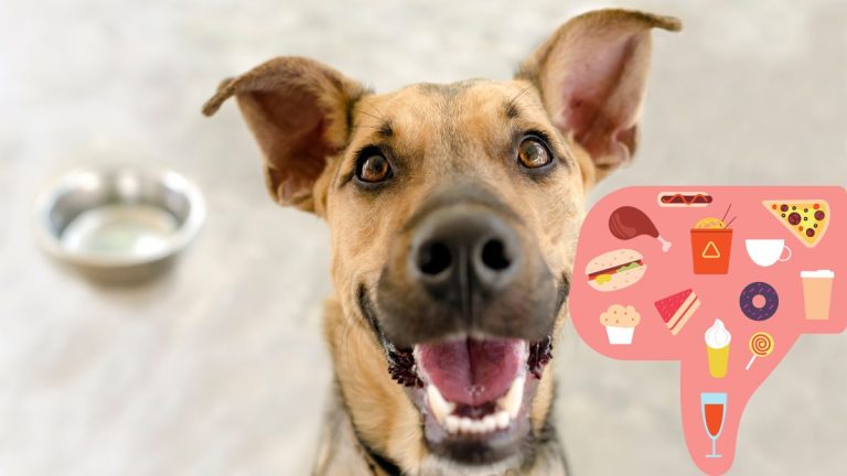 cibi da evitare cani e gatti per controllo peso 1