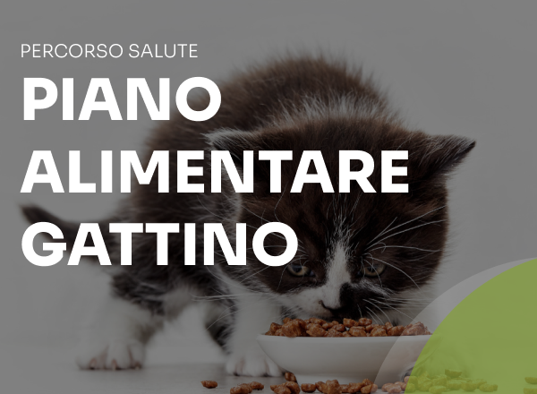 piano alimentare gattino