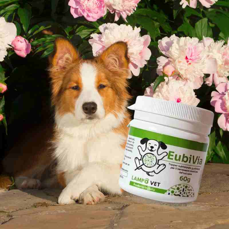 eubivia nuova landing 1a